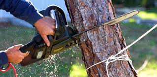 Best Utility Line Clearance  in Salida, CA