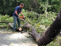 Reliable Salida, CA Tree Care Solutions