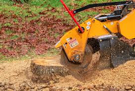 Best Tree Risk Assessment  in Salida, CA