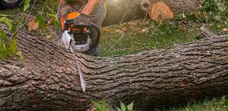 Best Tree Cabling and Bracing  in Salida, CA