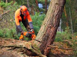 Best Aeration Services  in Salida, CA