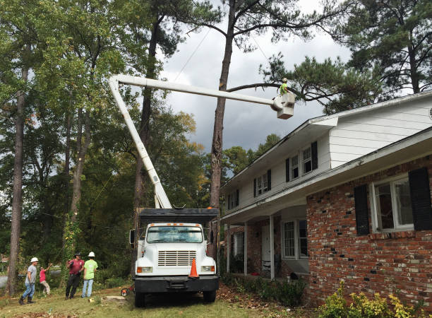 Best Tree Maintenance Programs  in Salida, CA
