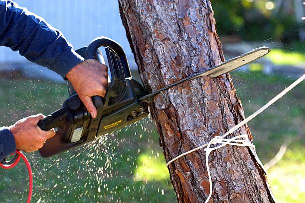 Best Emergency Tree Removal  in Salida, CA