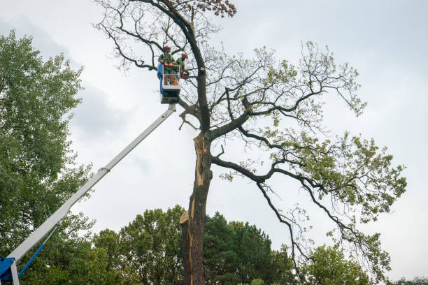 Best Tree Disease Treatment  in Salida, CA
