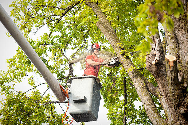 How Our Tree Care Process Works  in  Salida, CA