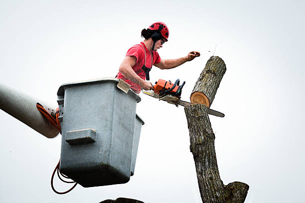 Best Leaf Removal  in Salida, CA